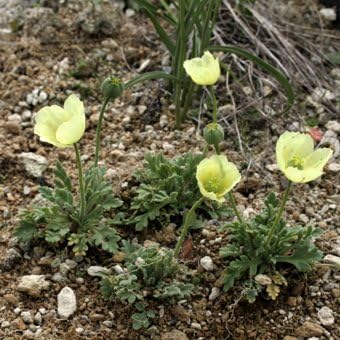 Amazon 高山植物苗 利尻ヒナゲシ 花