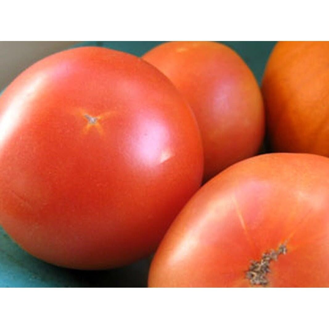 Amazon.com : Long Keeper Tomato Seeds (40 Seeds) Seeds for