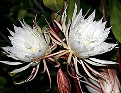 Genipap 50 piezas de semillas de flores de Epiphyllum Oxypetalum
