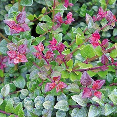 Lonicera Nitida 'Red Tips'- Boxwood leaf honeysuckle 'Red Tips' 20-25 cm in  container : Amazon.com.be: Garden