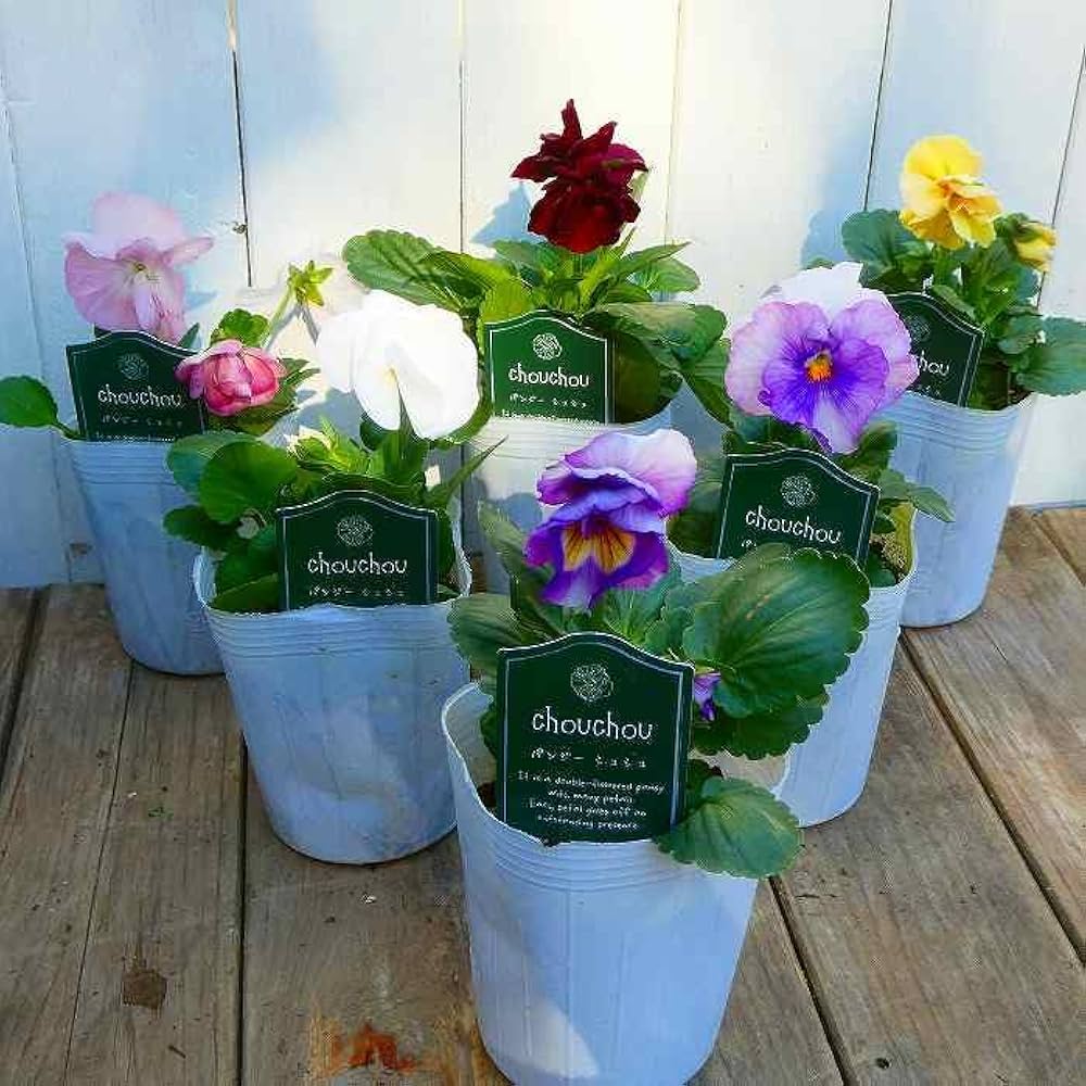 ドイリー1104❤️パンジーと八重咲き花✨2枚以上で2680円❣️ Amazon | パンジー 苗 八重咲き ラブリーシュシュ 花色お任せ 3号 冬の