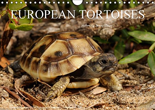 Buy European Tortoises / UK-Version 2018: The Pictures in That Calendar