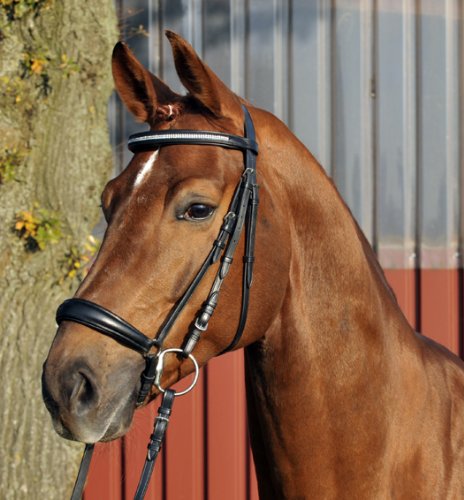 Reittrense -Nele- braun Pony