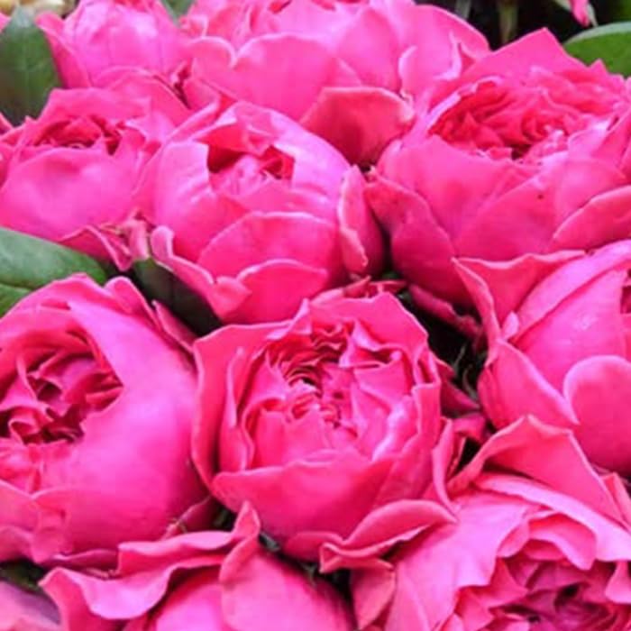 Amazon.co.jp: 予約 バラ苗 バラ新苗 さざ波 契約品種 薔薇 ばら 国産