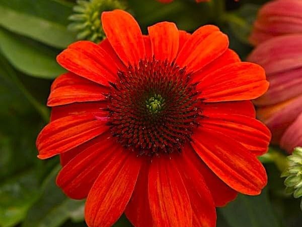 Greenwood Nursery Sombrero Adobe Orange Coneflower