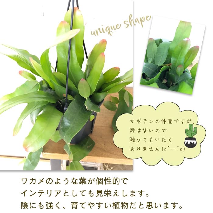 Amazon｜観葉植物 エピフィルムプミラム ヒメゲッカビジン 姫月下美人