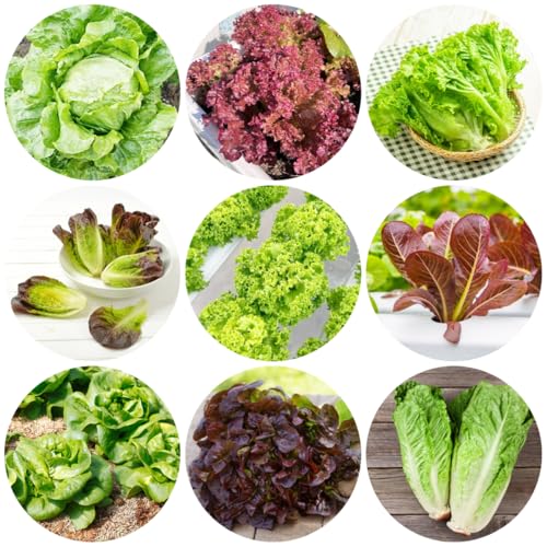 semillas de lechuga, exterior lechuga, jardín balcón semillas para camas elevadas para camas elevadas jardín invierno raras regalos 300pcs