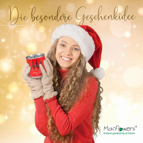 MacFlowers® Weihnachtsbaum in der Blumendose | Merry Christmas Rot | Dein Anzuchtset | Tannenbaum Adventskalender Wichteln Nachhaltig
