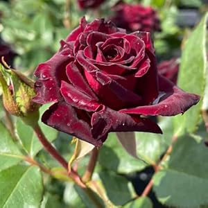Garten Schlüter Edelrose Black Baccara 5 Liter