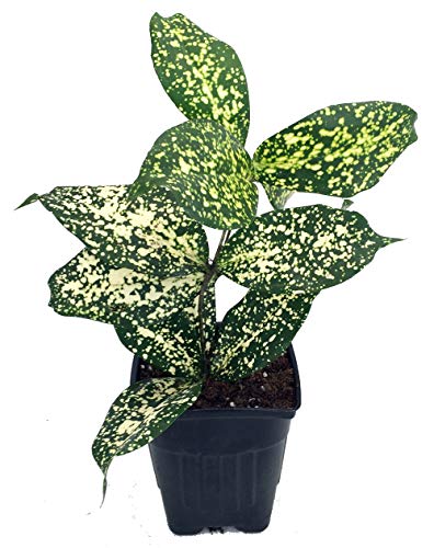 Japanese Bamboo Florida Beauty Dracaena - 3' Pot