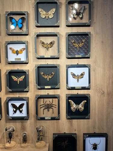 Real Death Head Moth Acherontia Black Frame Skull Butterfly Handmade Shadow Box Insect Oddity Curiosities Unique Taxidermy Collectables Tabletop Wall Art Home Decor Living Gallery Bedroom K18-01-DE