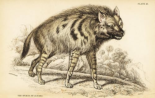 Art tableau hyène rayée hyaena affiche impression d'art William Home Lizars sur toile