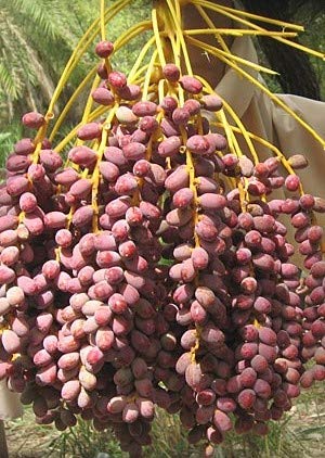 現物「ナツメヤシ」10号 現物「ナツメヤシ」10号