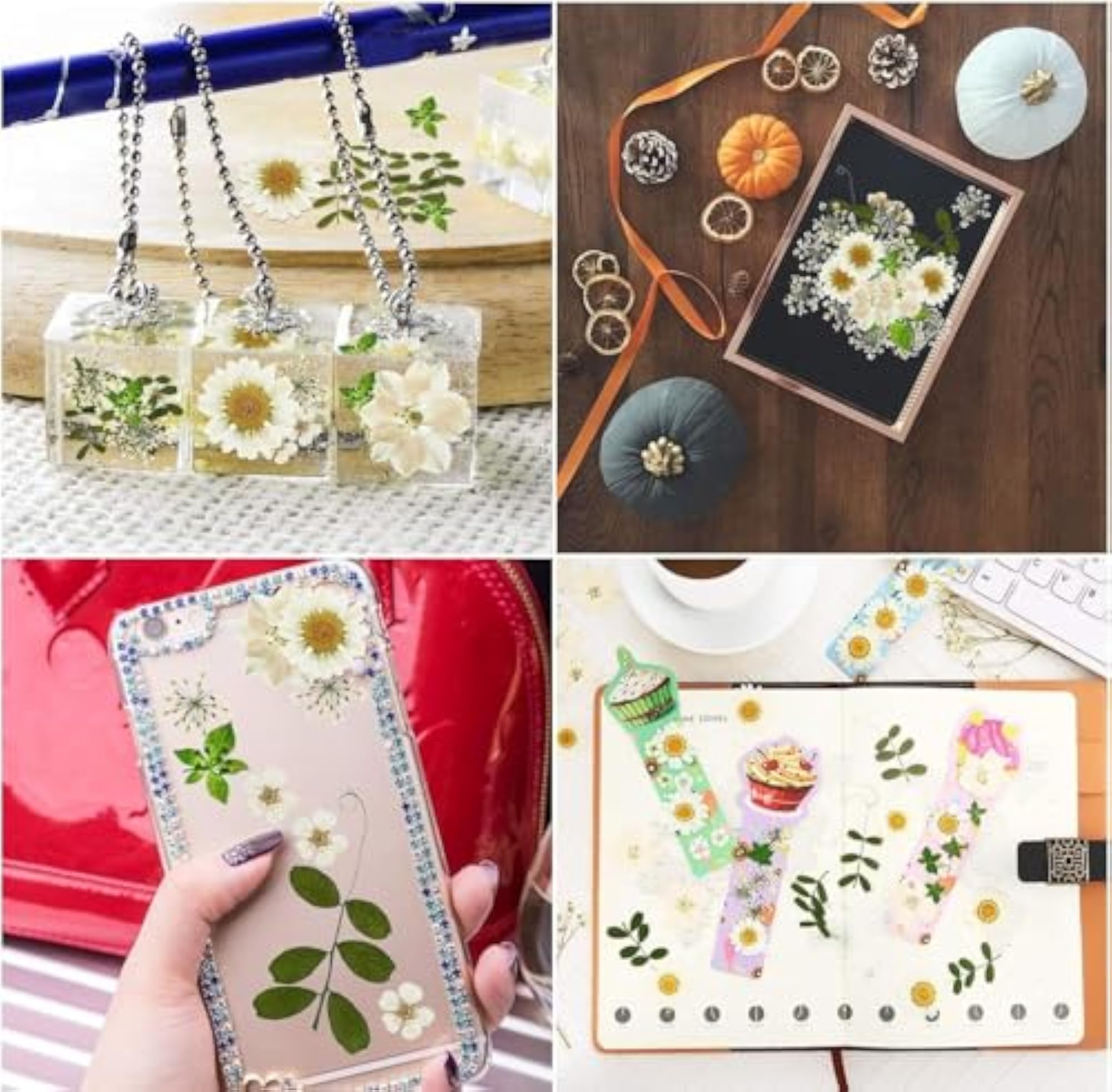 Natural Dried Pressed Flowers, Multi Color Mixed Daisies for Crafts