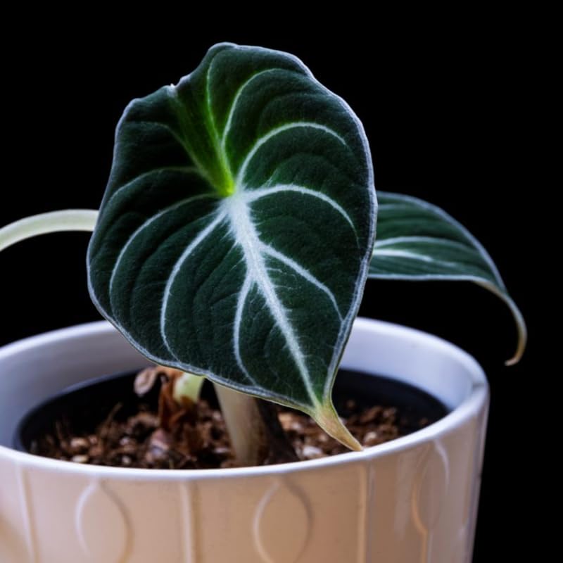 Amazon.com : Set 2 Black Velvet Alocasia Live Plants for Planting, 5 to 7  Inc Tall, Indoor Houseplant Alocasia Plant Live, No Pot, Alocasia Colocasia  Taro Plants for House Plants : Patio, Lawn & Garden