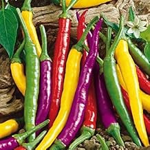 Radha Krishna Agriculture® Imported multicolor Chilli seeds |vegetable seeds For Your Home & kitchen Gardening Pack of 50 to 70 seeds