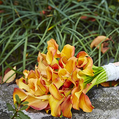 3 uds tubérculo de lirio de cala naranja perenne Flor ideal Cover