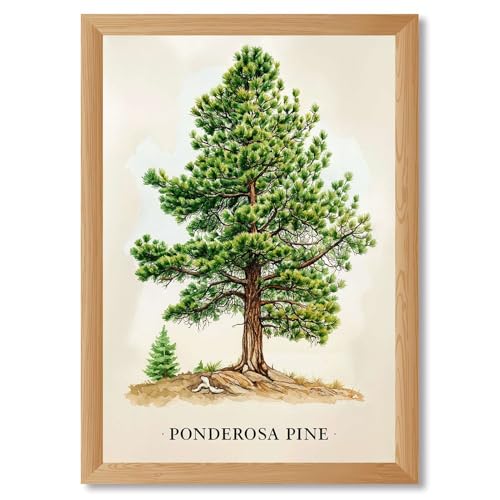 Framed Ponderosa Pine Poster Canvas Print Art Rustic Vintage Wall