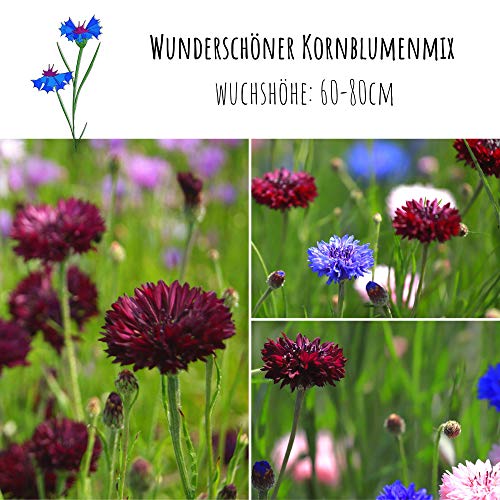 Kornblumen Samen (Centaurea cyanus) - Wunderschön leuchtende Blumen mit langer Blütezeit für eine bunte Blumenwiese… – Bild 4