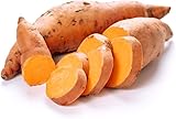 Beauregard Sweet Potato Slips for Planting - Grow Your Own Orange/Red Sweet Potatos (3 Slips)