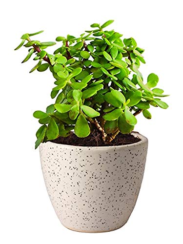 Cosmos Nature Lucky Jade with Ceramic Pot (B081VPP1HS) Amazon Price History, Amazon Price Tracker