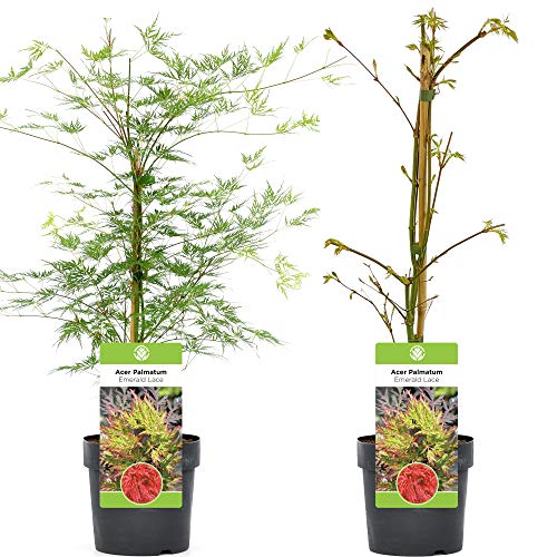 Acer palmatum dissectum 'Emerald Lace' | Japanischer Ahornlaubbaum im Topf
