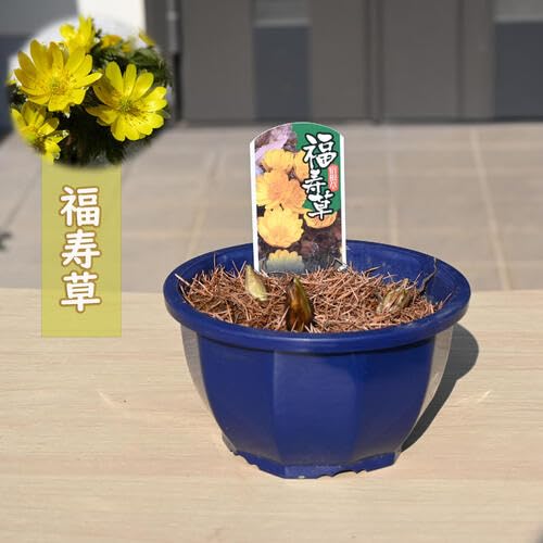 福寿草 彩鳳　3芽 Amazon.co.jp: 福寿草(フクジュソウ) 3号ポット福寿草3芽プラ鉢 : DIY
