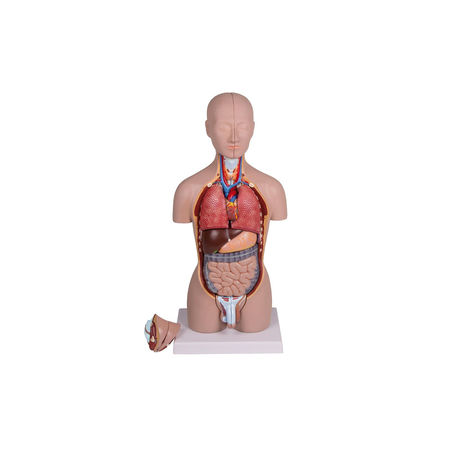 Erler Zimmer Anatomisches Modell "Miniatur-Torso"