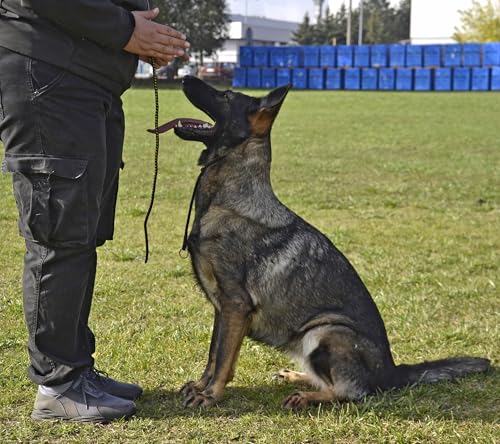 Dingo Gear Hundehalsband, handgefertigt, aus starker Schnur mit 2 Begrenzern, wasserdichtes Halsband für K9-Training, IGP, Agitation, Beißarbeit, Gehorsamkeit, Schwarz, S (S04047)