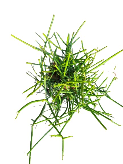 See full amazon price history chart for pencil cactus (Euphorbia tirucalli) succulent foliage ornamental plant in Biodegradable grow bag pencil cactus (Euphorbia tirucalli) succulent foliage ornamental plant in Biodegradable grow bag (B0CFHHRXK6) Amazon Price History, Amazon Price Tracker