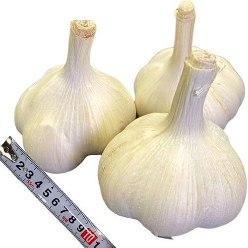Miniatura 4 de 1 Libra de Ajo Duro de Cuello para Plantar en Otoño, Bulbo de Ajo Musical para Plantar, Fresco y Alta Rendimiento, Resistente al Frío, Plantación de