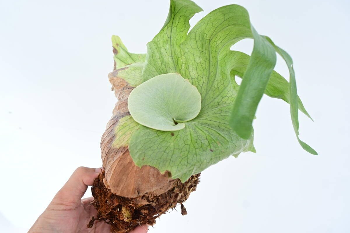 Amazon.co.jp: P.mentelosii spored① @bikamori com メンテロシー