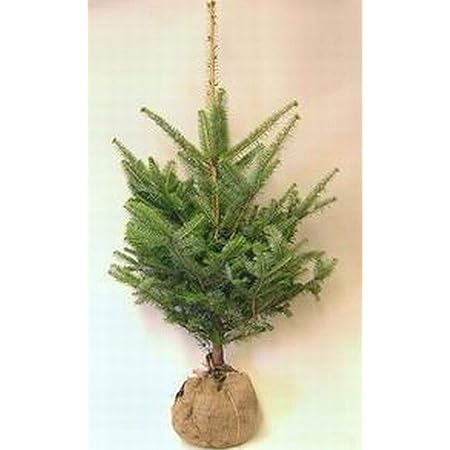 Amazon Co Jp モミの木 本物のクリスマスツリー 樅の木180センチ おもちゃ