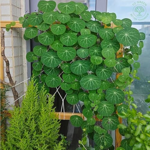 Image of Yo Green Lucky Stephania Erecta Plant (Coin Leaf) for Living Room and Outdoor - Healthy Indoor Feng Shui Plant, Low Maintenance, Air Purifying, Home Decor (Stephania Erecta Bulb)