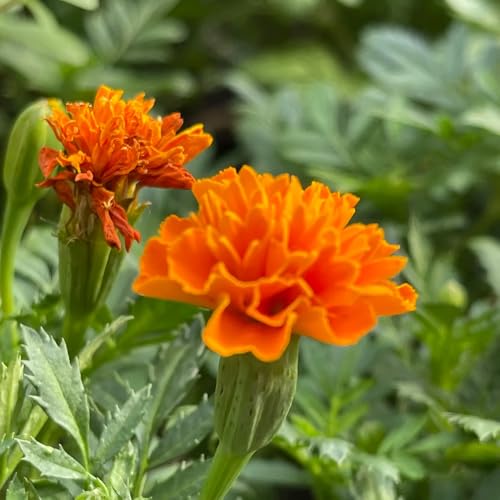 semi di tagetes perenni - calendula, campo, aiuole rialzate di tagetes calendula biologici, decorativi, regali insoliti, 300pcs