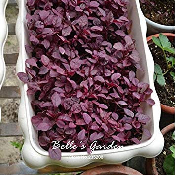 Graines d'amarante rouge Graines de légumes Vert Bon goût Légumes Jardin potager Bonsaï Légumes Paquet de 500 graines