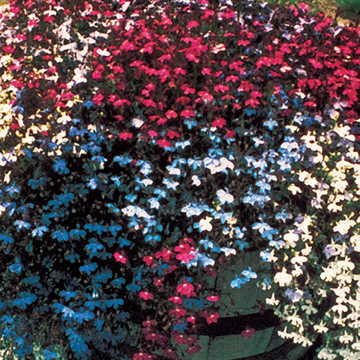 Park Seed Lobelia Flower Plant Seeds, Easy to Grow, Perfect for Spring Garden, Fountain Mix, Pack of 100