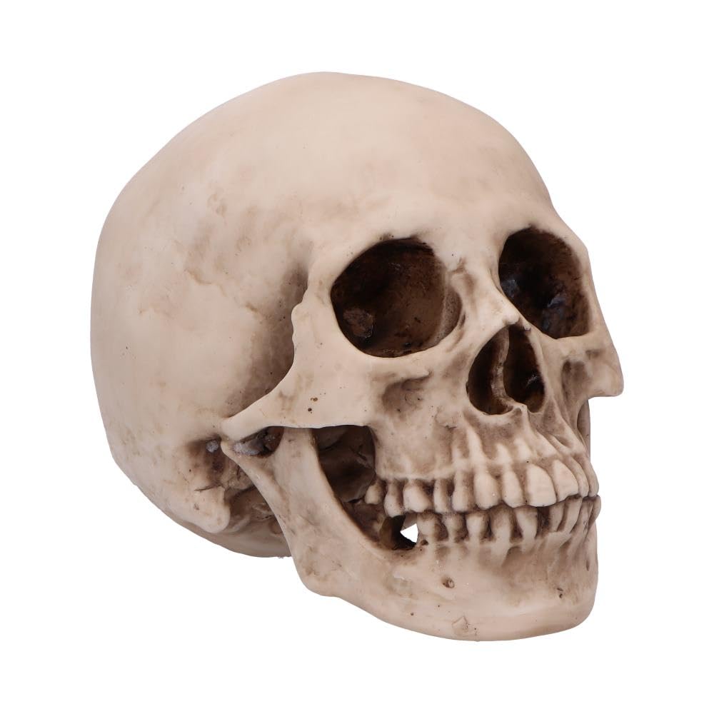 Nemesis Now Human Skull Replica 16cm Resin Skull with Realistic Bone Coloration, Subtle Aging and Weathering Effects, Anatomically Detailed Statue for Gothic Decor - Craniology