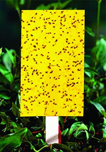 Param Yellow Sticky Trap – Pack of 25 Pcs. (B08JYZWZCZ) Amazon Price History, Amazon Price Tracker