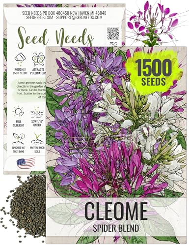 Seed Needs Cleome Seeds for Planting Spider Plants - Heirloom & Open Pollinated Wildflower Seeds to Grow a Butterfly Garden to Attract Pollinators (1 Pack)