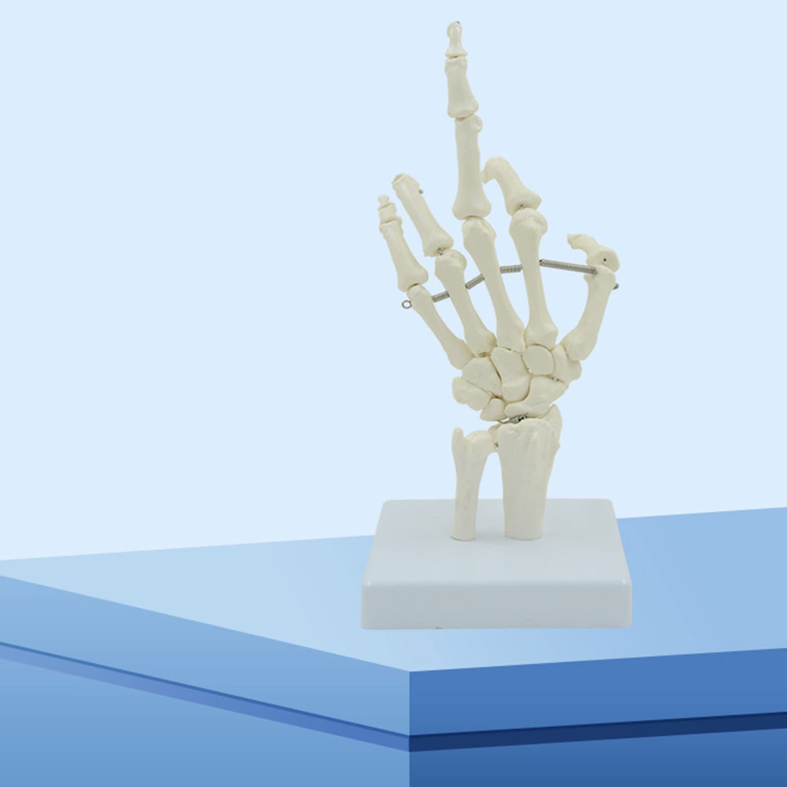 Portable Hand Skeleton Model Human Hand Bone Flexible Knuckles Fingers for Anatomy Study Medical Lecture Education Use