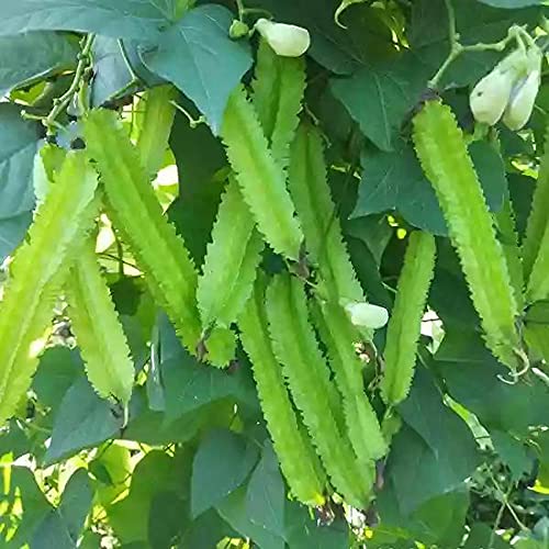 Vaacnee 15Pcs Winged Pea Seeds Four Angled Bean Dragon Bean Seeds #TOP1
