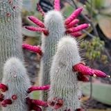 Semillas de plata Antorcha Cactus (Cleistocactus strausii) 20 + Semillas