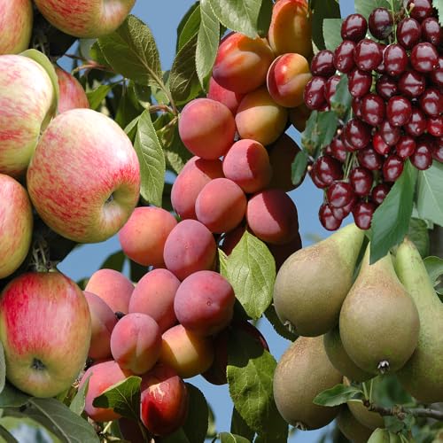 YouGarden - The Ultimate 4 Tree Mini Orchard Collection