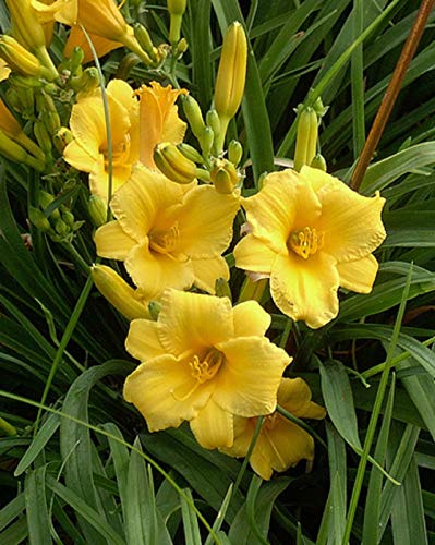 Portal Cool I semi 3 semi Daylily (Hemerocallis Stella De Oro) Daylily Samen