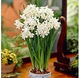 10 'Ziva' Paperwhites Flower Bulbs 14/15cm Bulbs