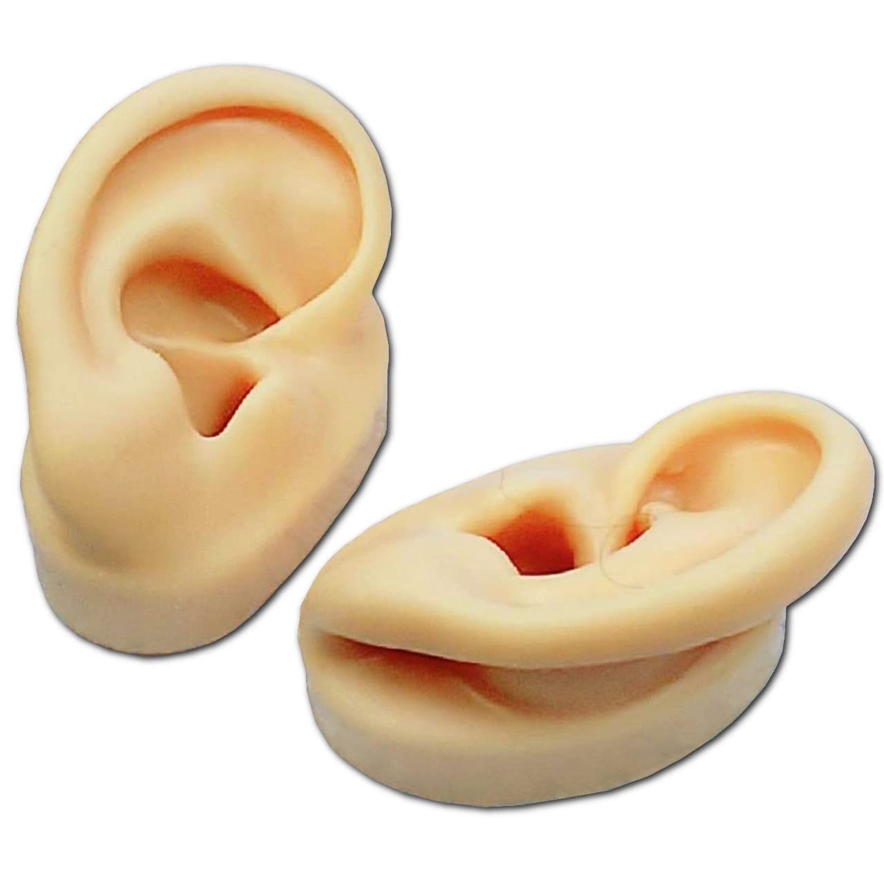 耳　医療用模型 耳医療用模型