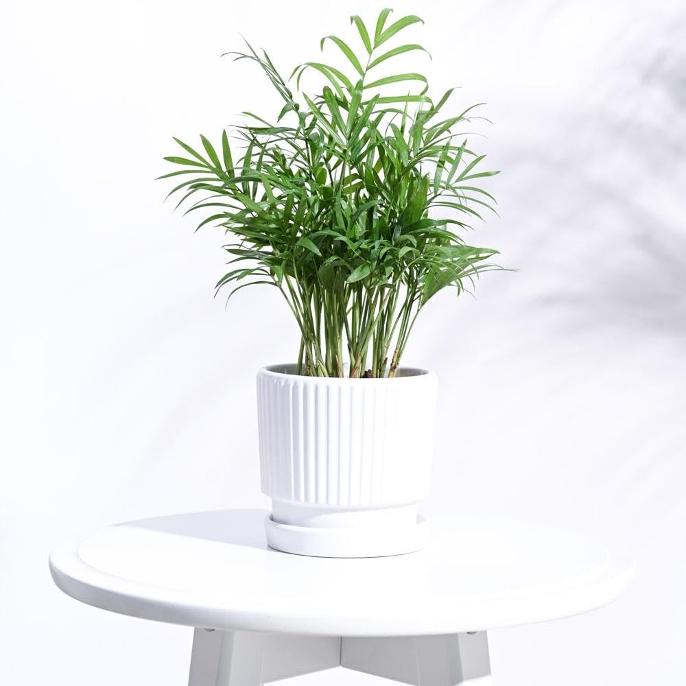 UGAOO Roma Ceramic Pot |Indoor Ceramic Planter for Home, Office, Garden, Balcony - White (4 Inch)