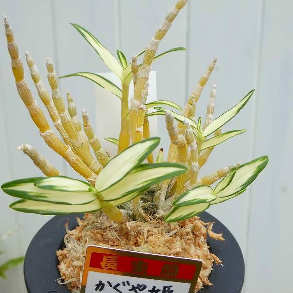 長生蘭】宝冠 小（ほうかん）/2-3条 宝冠 - 純風満蘭 富貴蘭・