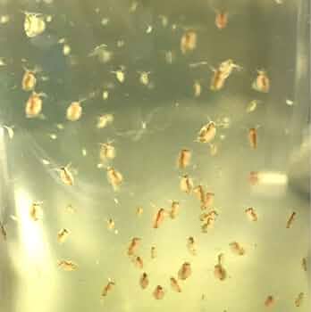 ミジンコちゃん　 61O9MIZa4VL._AC_UL210_SR210,